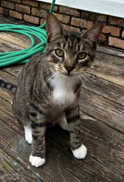 HUNTER - Tabby available for adoption