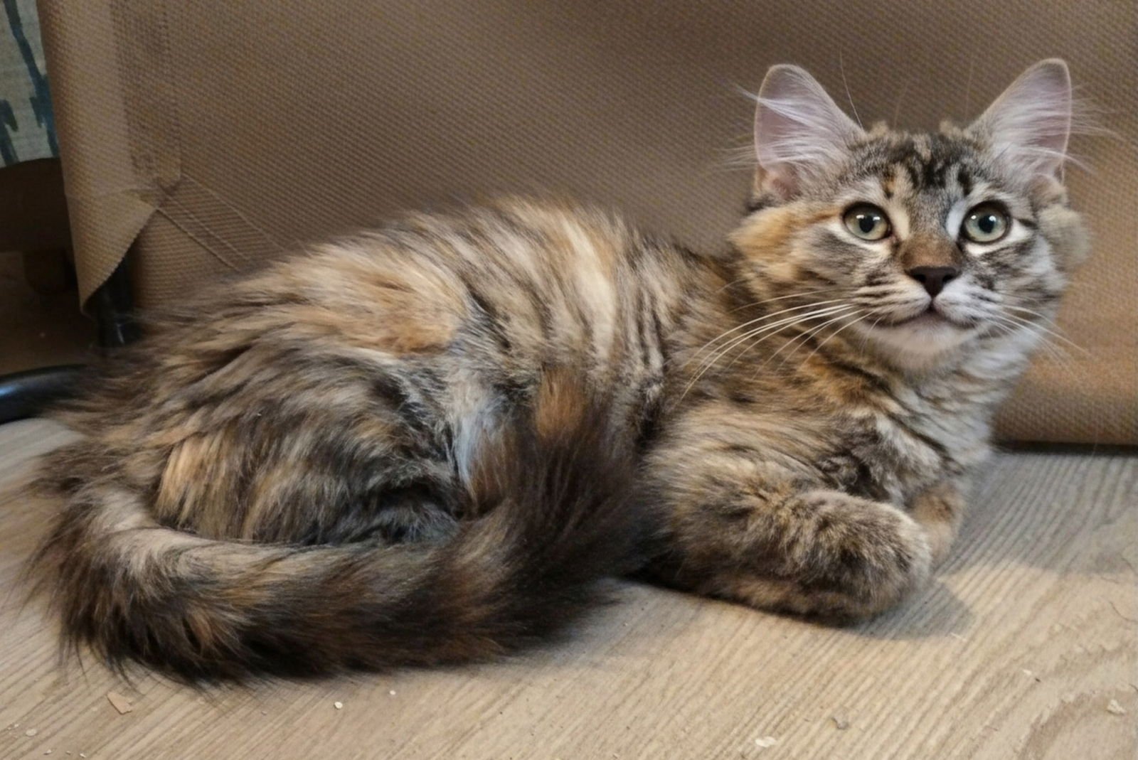 CAMELIA (& SEE BRO IVAN) - Maine Coon / Torbie available for adoption