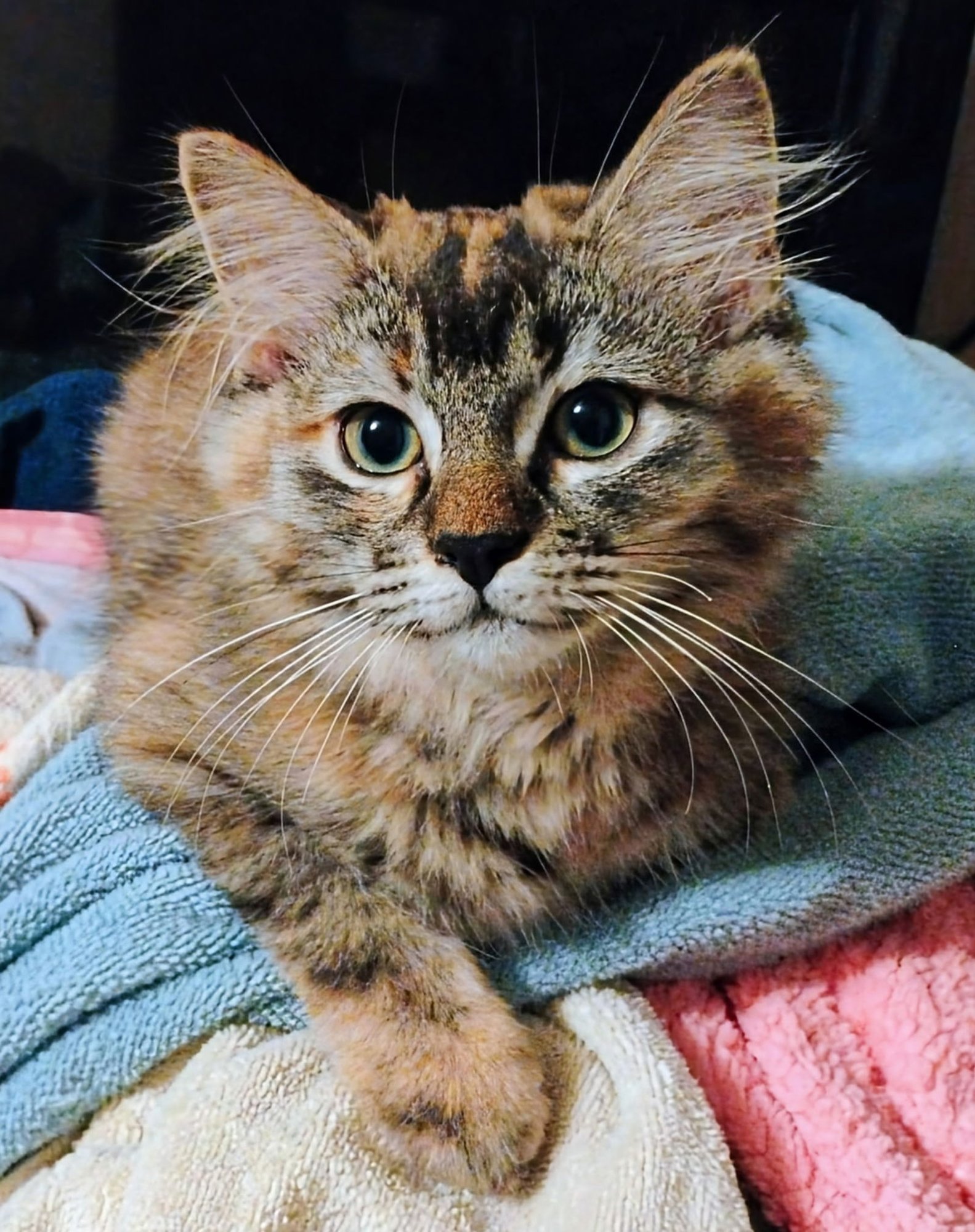 CAMELIA (& SEE BRO IVAN) - Maine Coon / Torbie available for adoption