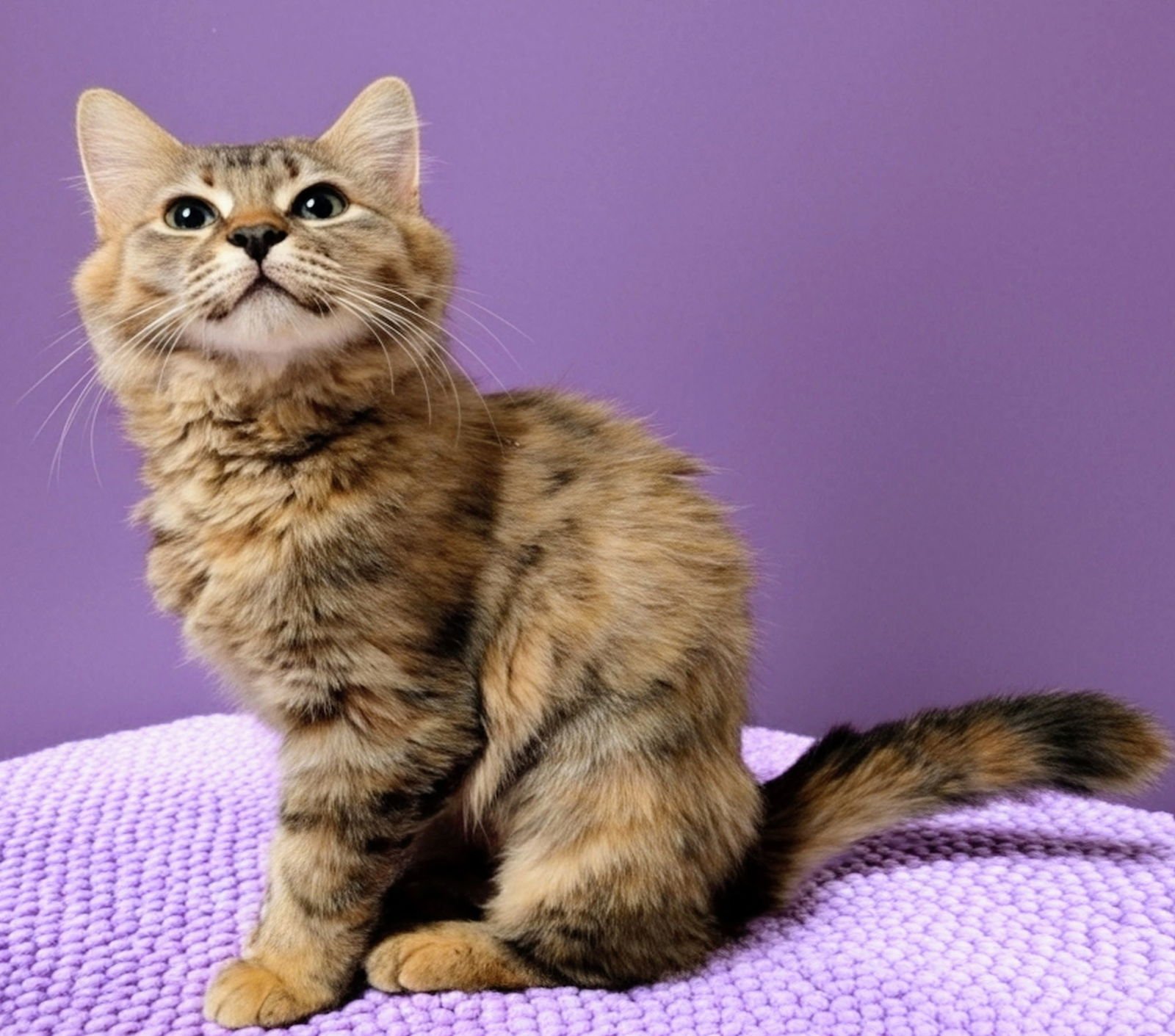 Camelia (& see bro Ivan) - Photo 3