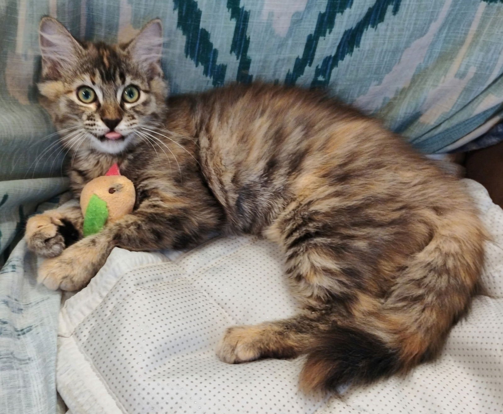 Camelia (& see bro Ivan) - Photo 4