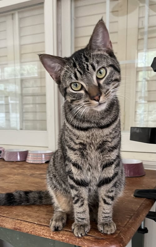 MR. BONES - Tabby available for adoption