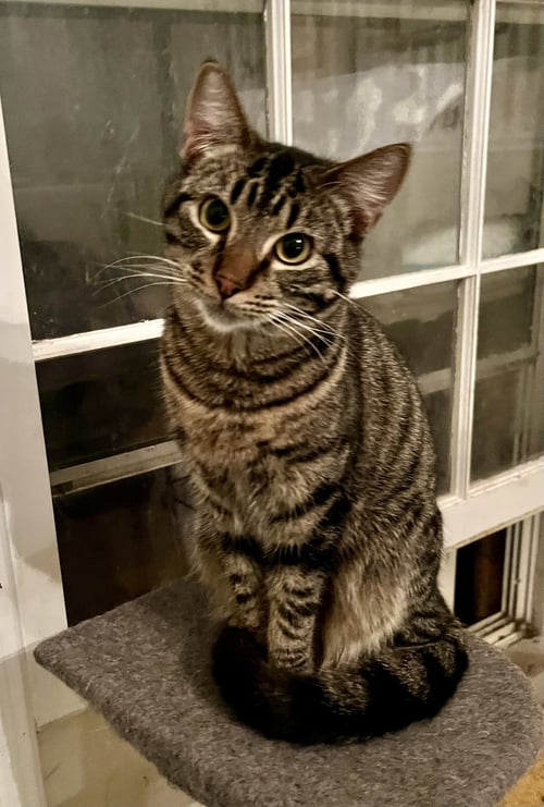 MR. BONES - Tabby available for adoption