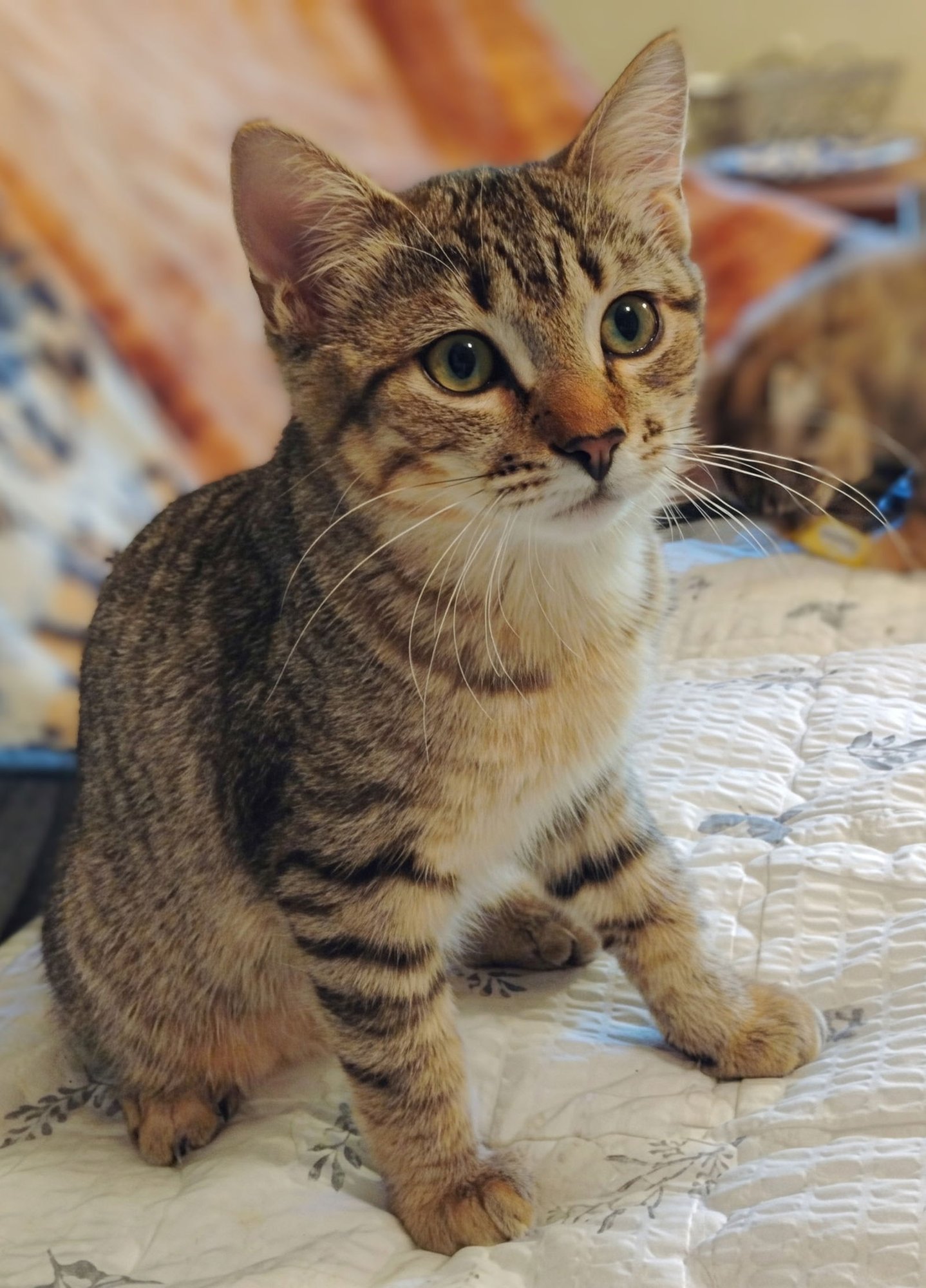 IVAN (& SEE SIS CAMELIA) - Bobtail / Tabby available for adoption