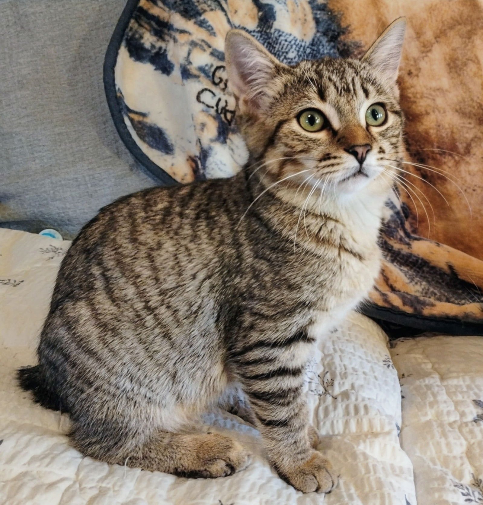 IVAN (& SEE SIS CAMELIA) - Bobtail / Tabby available for adoption