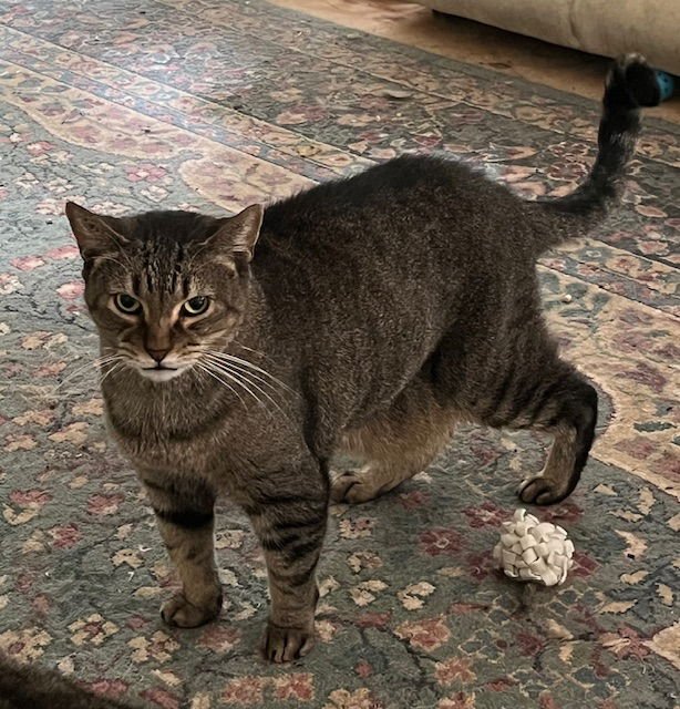 SAM (SWEET TABBY) - Tabby / Domestic Short Hair available for adoption