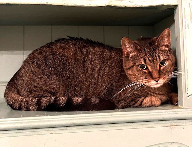 Sam (Sweet Tabby) - Photo 3