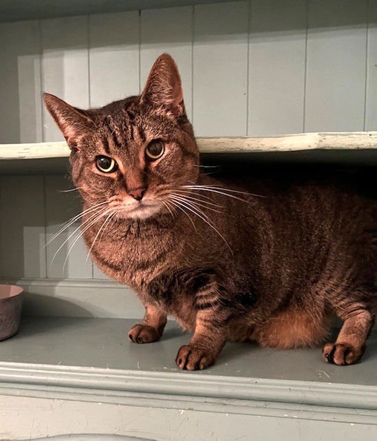 Sam (Sweet Tabby) - Photo 4