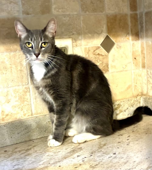ALLIE - Tabby available for adoption