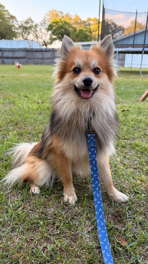 LUCA - Pomeranian available for adoption