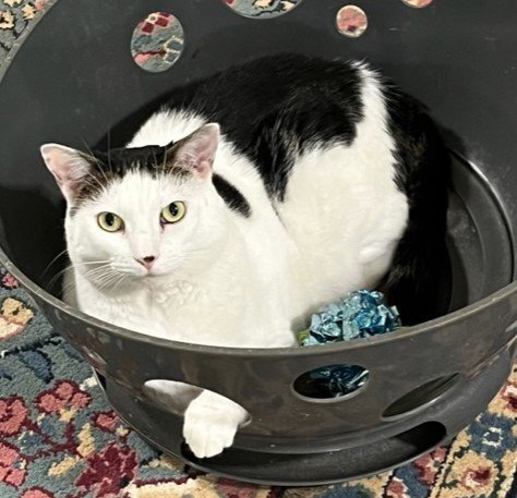 ELLIE - Domestic Short Hair available for adoption