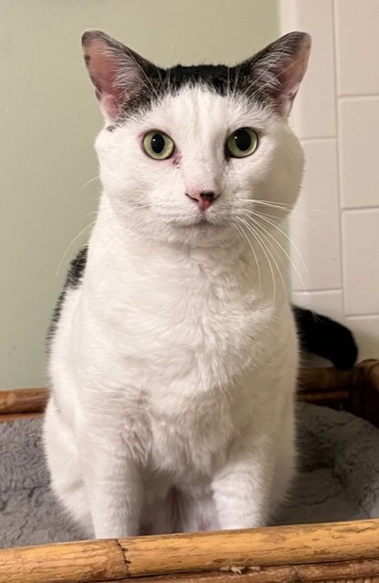 ELLIE - Domestic Short Hair available for adoption
