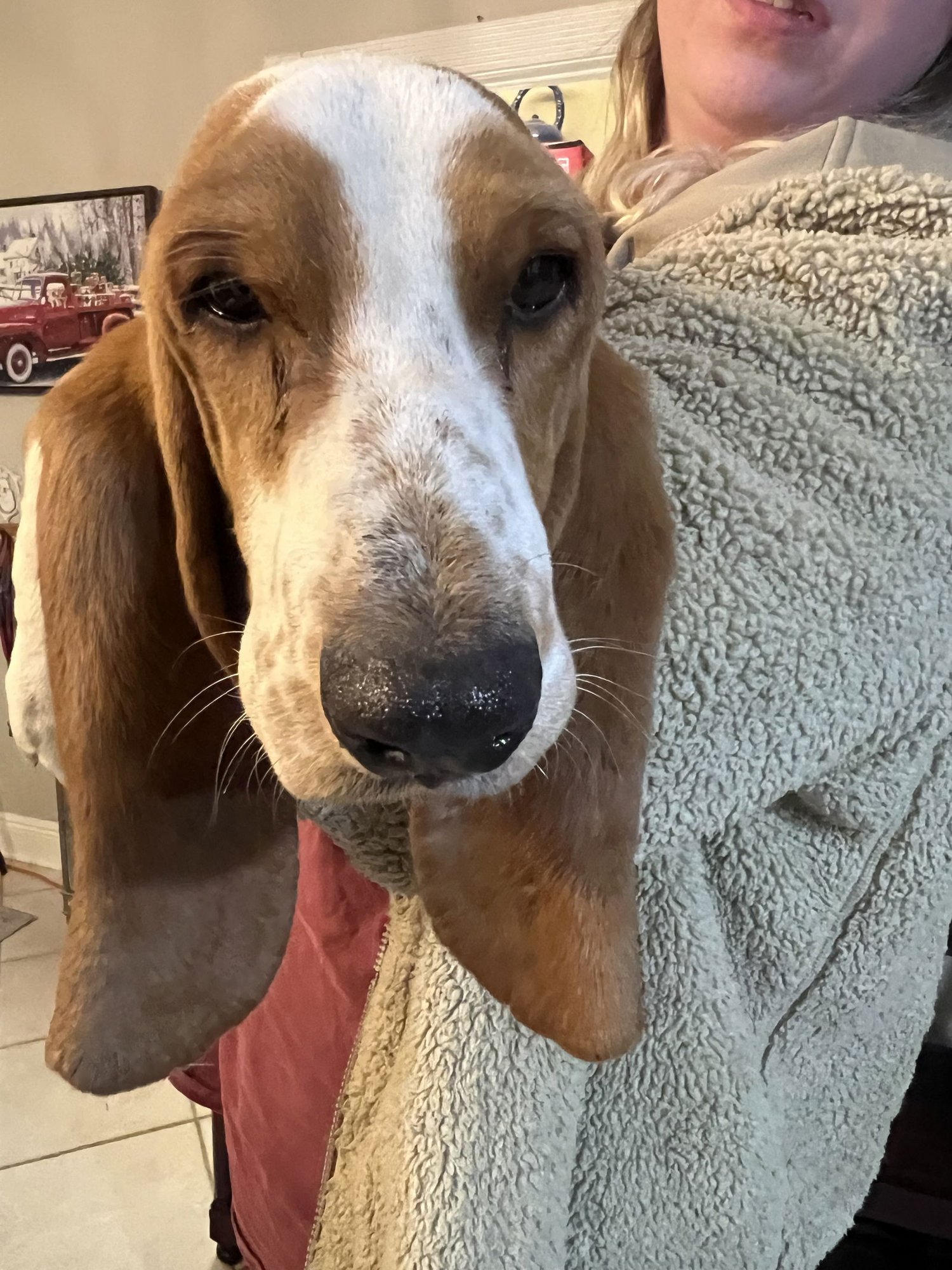 EARS - Basset Hound available for adoption