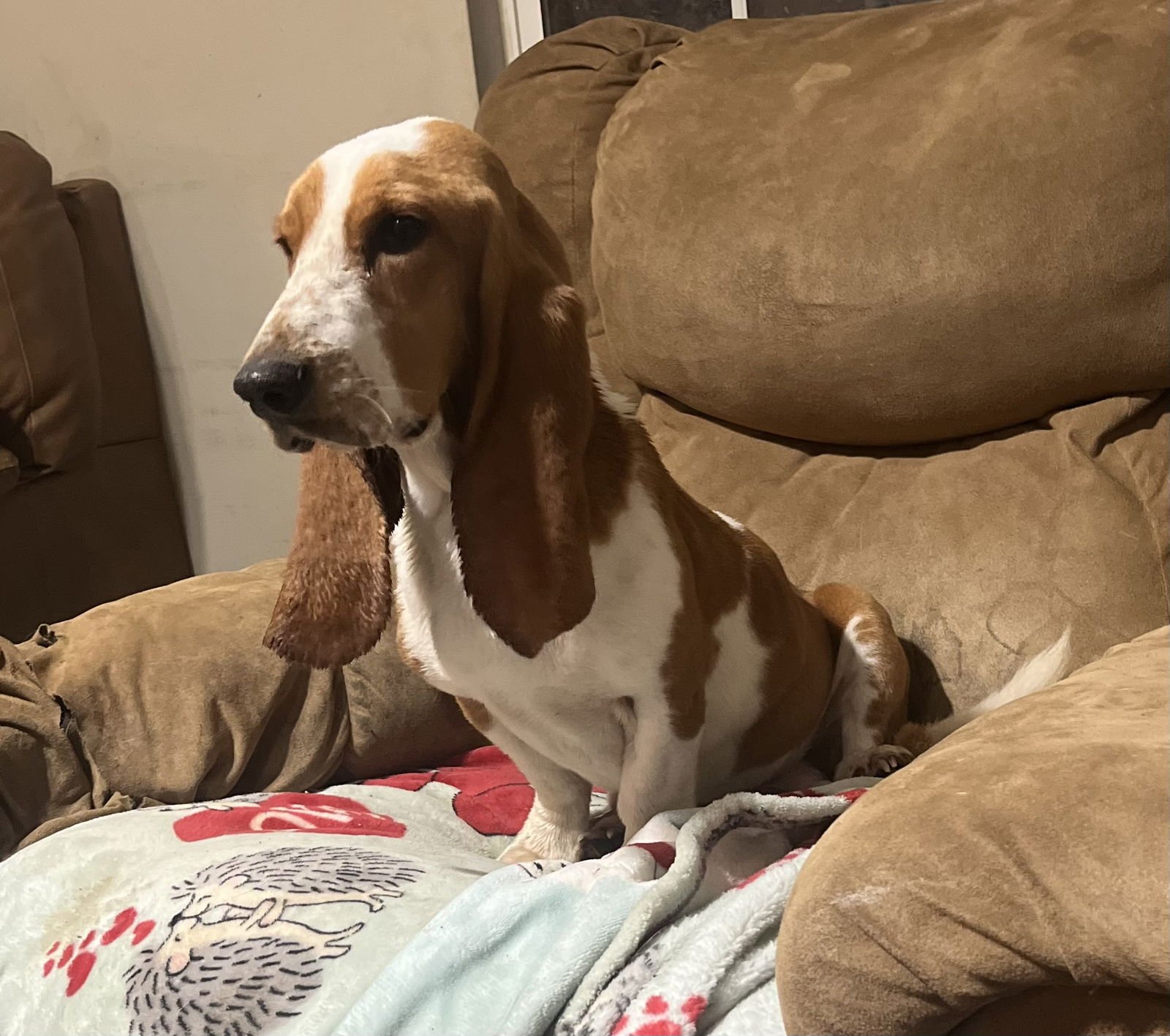 EARS - Basset Hound available for adoption