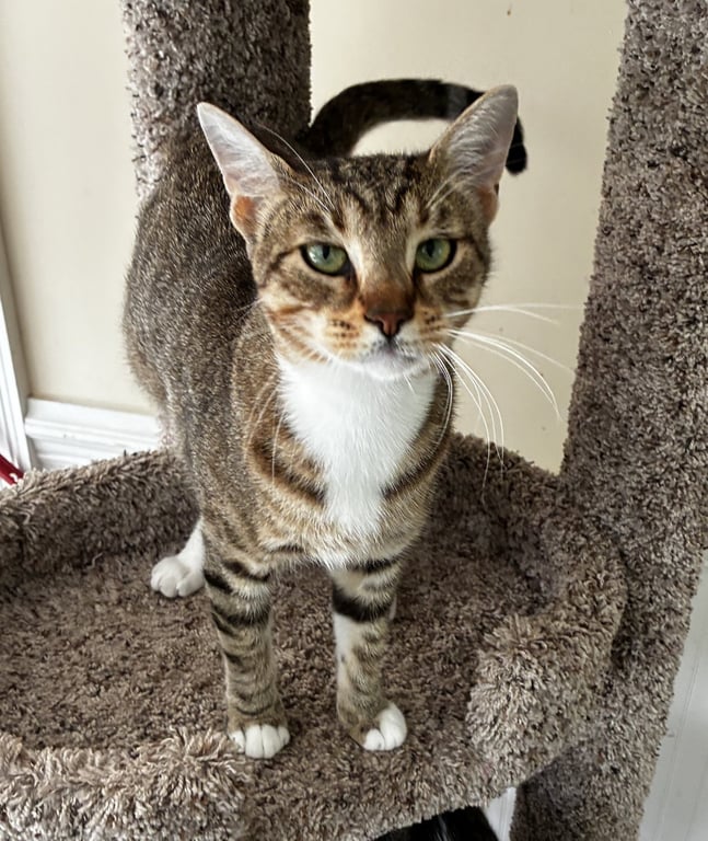 Cassie Image