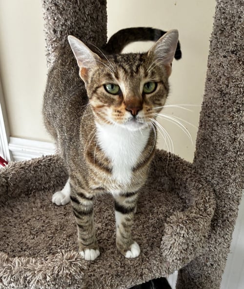 CASSIE - Tabby / Domestic Short Hair available for adoption