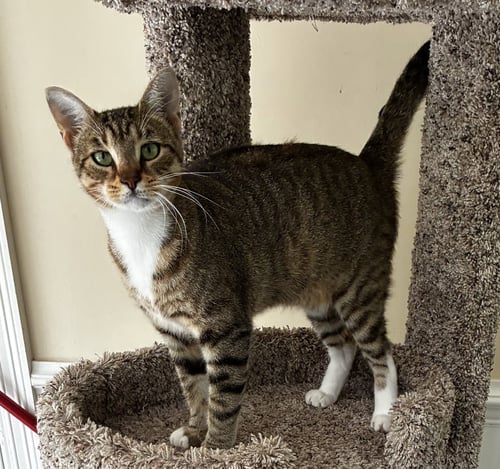 CASSIE - Tabby / Domestic Short Hair available for adoption