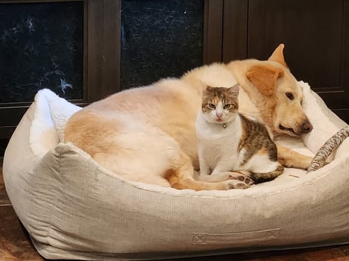 MYRTLE, DOG FRIENDLY! - Calico / Domestic Short Hair available for adoption