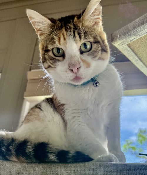 MYRTLE, DOG FRIENDLY! - Calico / Domestic Short Hair available for adoption