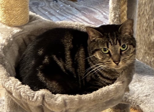 JINX - Tabby / Domestic Short Hair available for adoption
