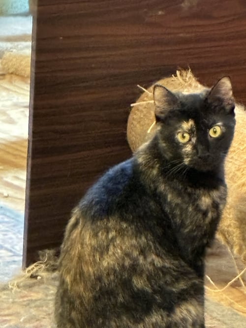 JENNY - Tortoiseshell / Domestic Short Hair for adoption in Mobile