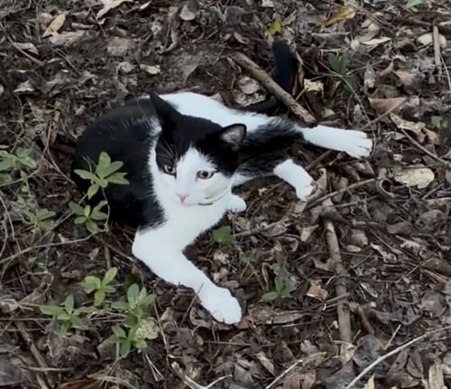 BENNIE - Domestic Short Hair available for adoption