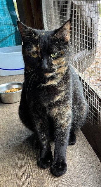 LUCY - Tortoiseshell / Domestic Short Hair for adoption in Mobile