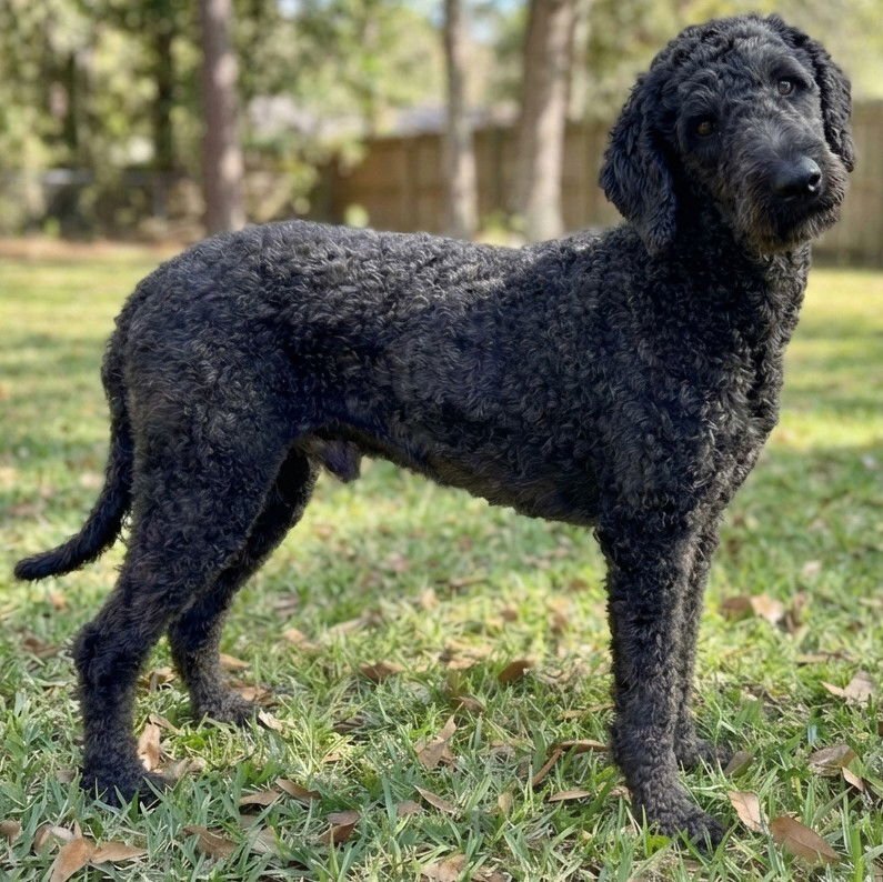 JUDE - Poodle (Standard) available for adoption