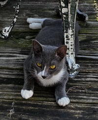 Grayson (blue tuxedo) - Photo 2