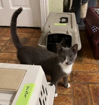 Grayson (blue tuxedo) - Photo 3