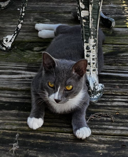 GRAYSON, LOVE BUG - Tuxedo / Domestic Short Hair available for adoption