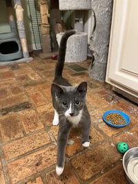 Grayson (blue tuxedo) - Photo 4