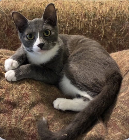 GRAYSON, LOVE BUG - Tuxedo / Domestic Short Hair available for adoption