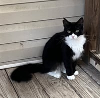 Blackie - Photo 1