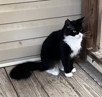 Blackie - Photo 2