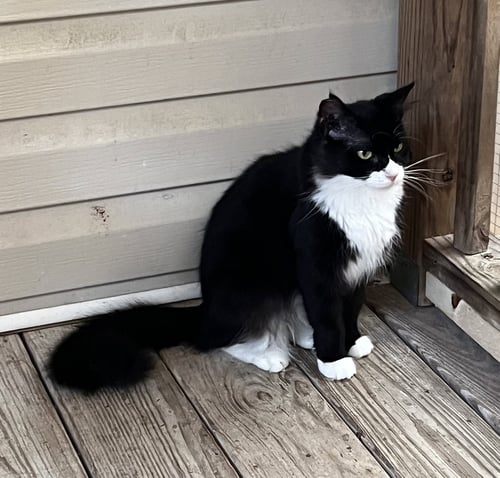 BLACKIE - Domestic Medium Hair / Tuxedo available for adoption