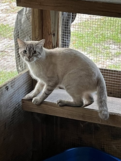 SKY - Siamese for adoption in Mobile