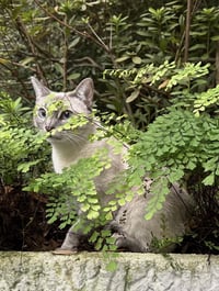 Sammie - Photo 2