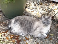 Sammie - Photo 1