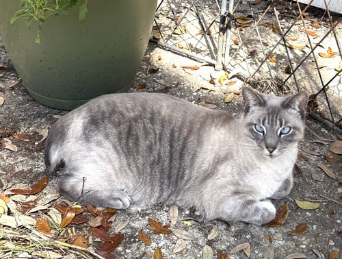 SAMMIE - Siamese / Bobtail for adoption in Mobile