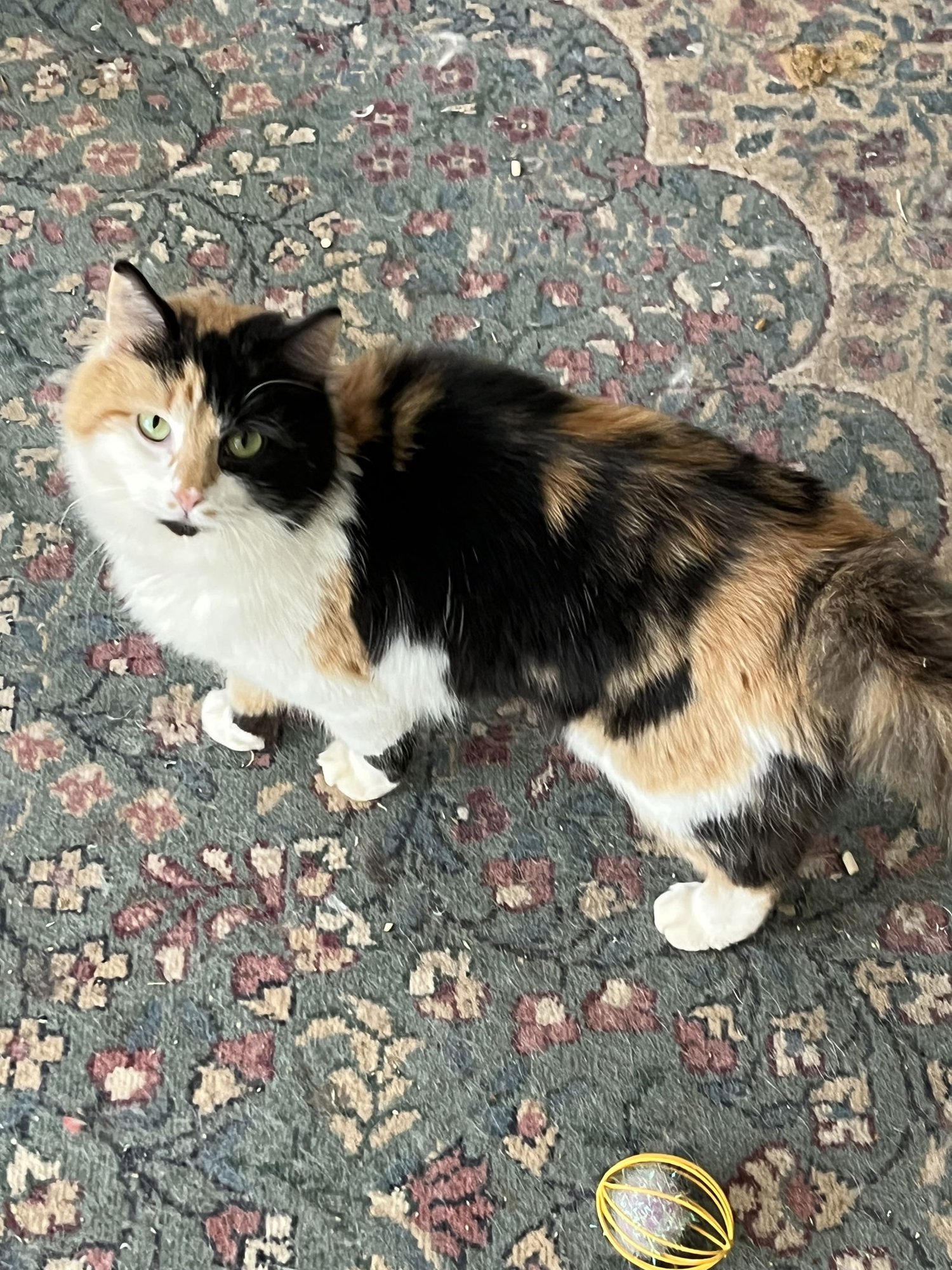 KAMIE - Calico / Domestic Medium Hair available for adoption