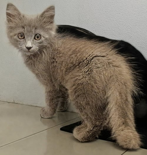 AVA MAE - Domestic Medium Hair / Russian Blue available for adoption