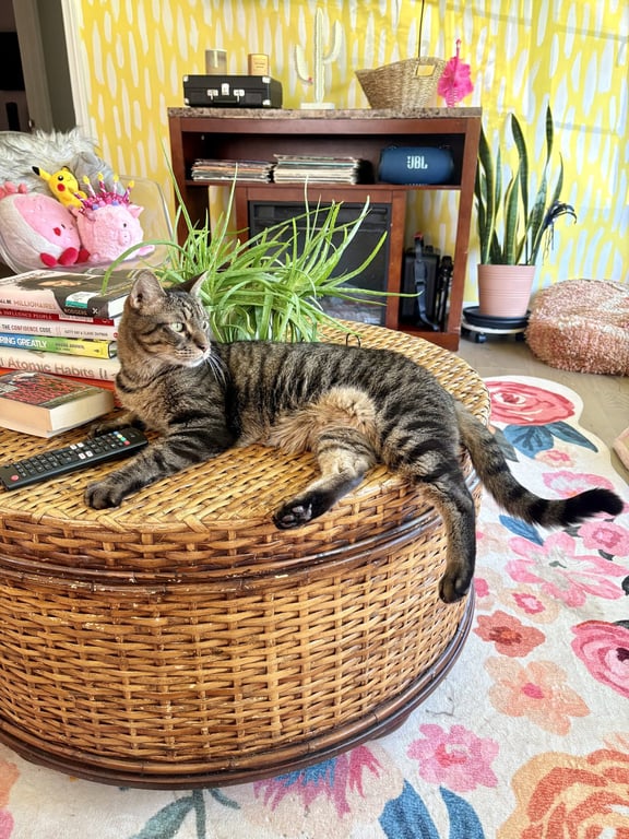 Finley (declawed) Image