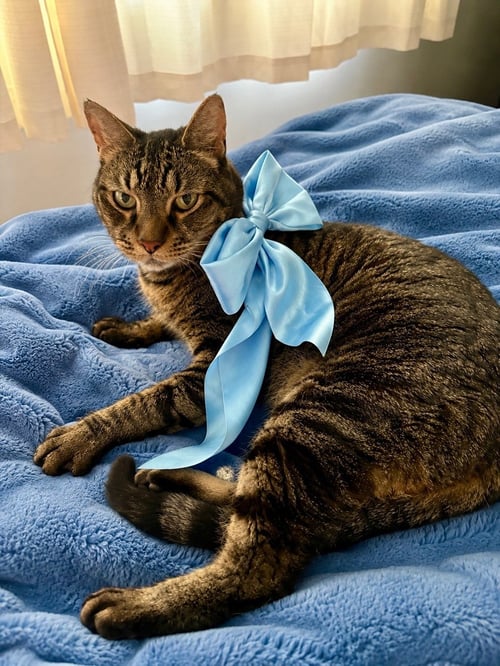 FINLEY (DECLAWED) - Tabby / Domestic Short Hair available for adoption