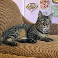 Finley (declawed) - Photo 3