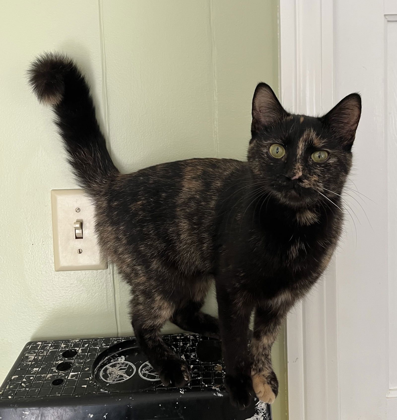 PENNY - Tortoiseshell available for adoption