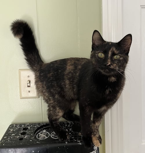 PENNY - Tortoiseshell for adoption in Mobile