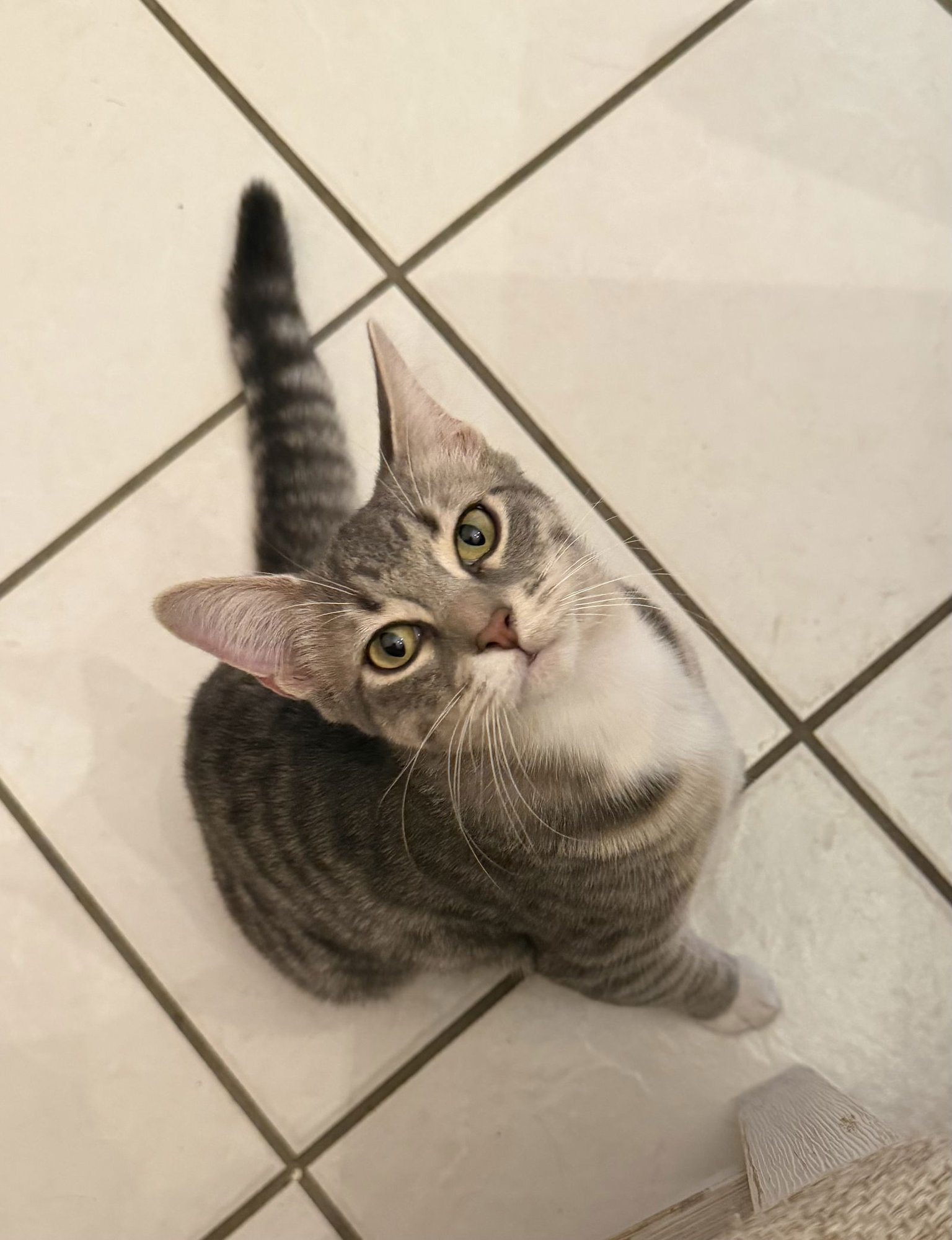CHARLIE - Tabby available for adoption