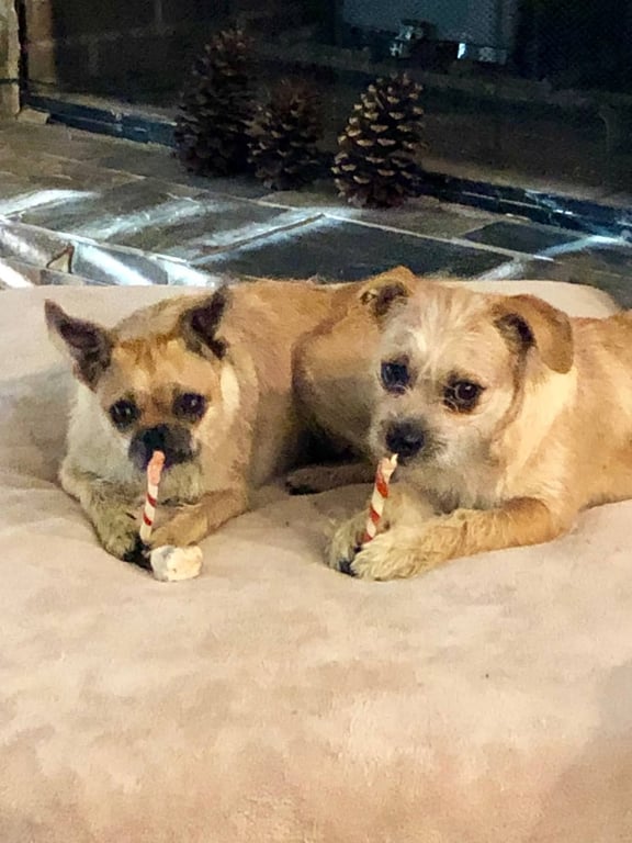 Chloe & Sammy Image