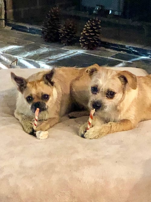 CHLOE & SAMMY - Pug / Chihuahua available for adoption